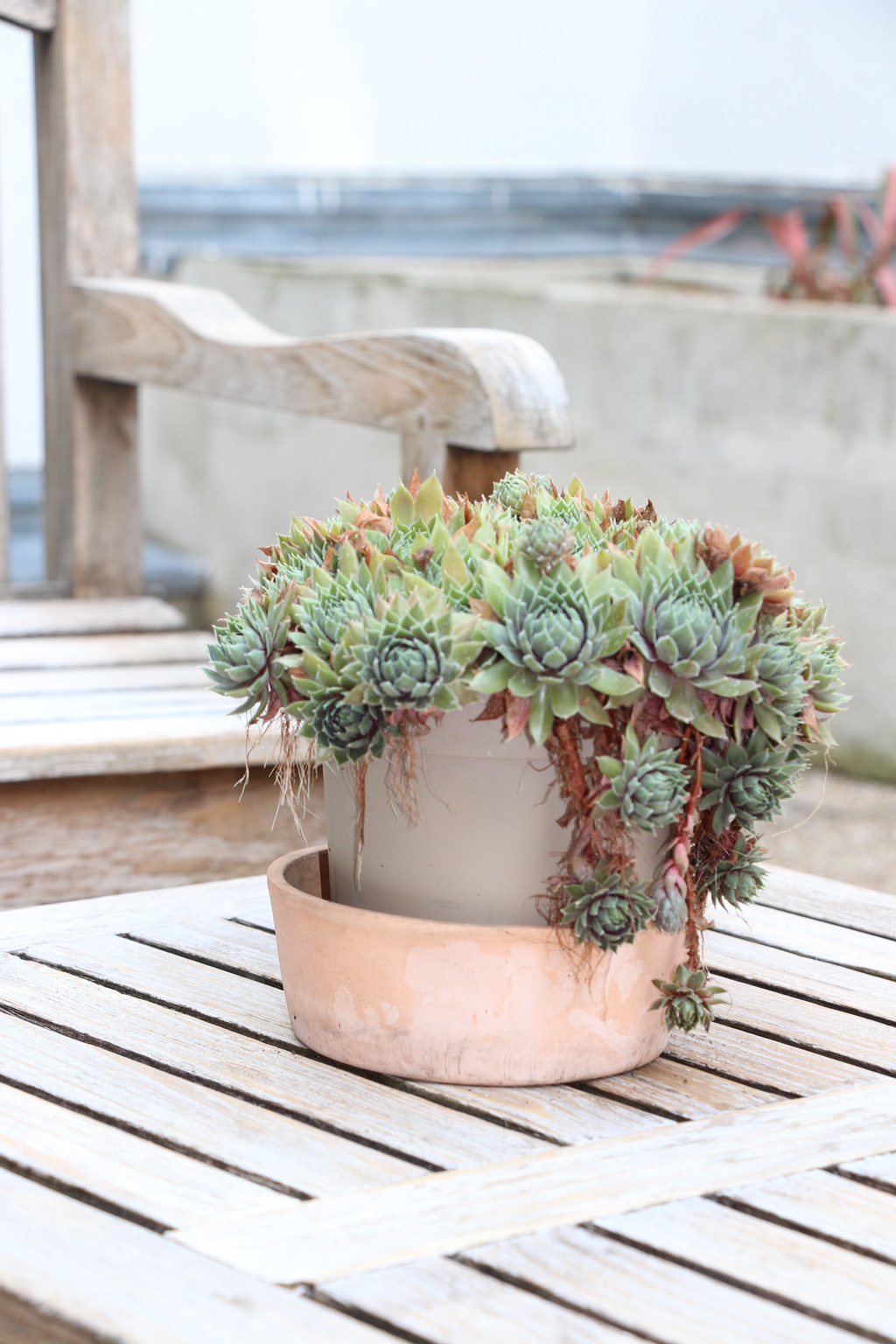 plante décorative sur la table en teck du salon de la terrasse