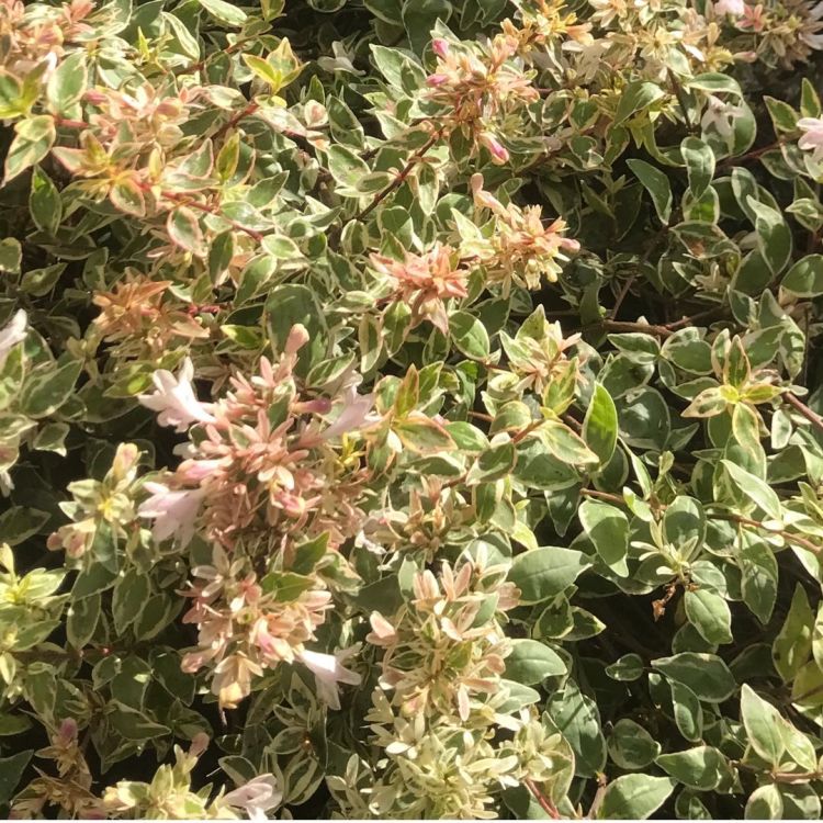 logement-location-le-patio-dalesia-appartement-8-personnes-terrasse-plantes